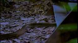 Snake Lady (2001) แม่เบี้ย